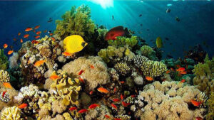 arrecifes-de-coral-del-caribe-en-alto-riesgo-durante-verano-de-2023