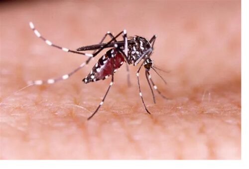 brasil-supera-las-300-muertes-y-un-millon-200-mil-casos-por-dengue