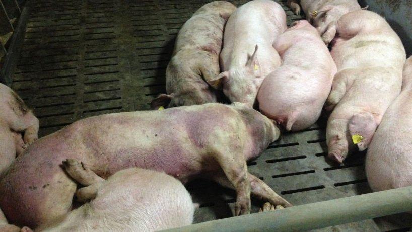 peste-porcina-afecta-a-varias-provincias-de-angola
