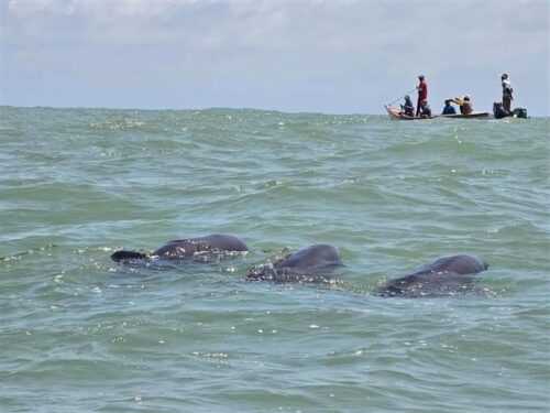 salvan-mas-de-200-delfines-varados-en-costa-de-venezuela