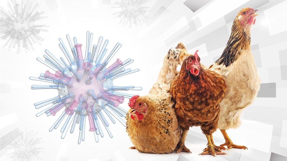 cierran-areas-en-galapagos-por-posible-brote-de-gripe-aviar