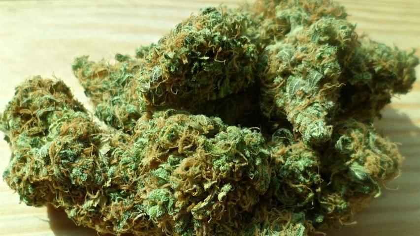 caribenos-examinan-politicas-para-el-uso-medicinal-del-cannabis