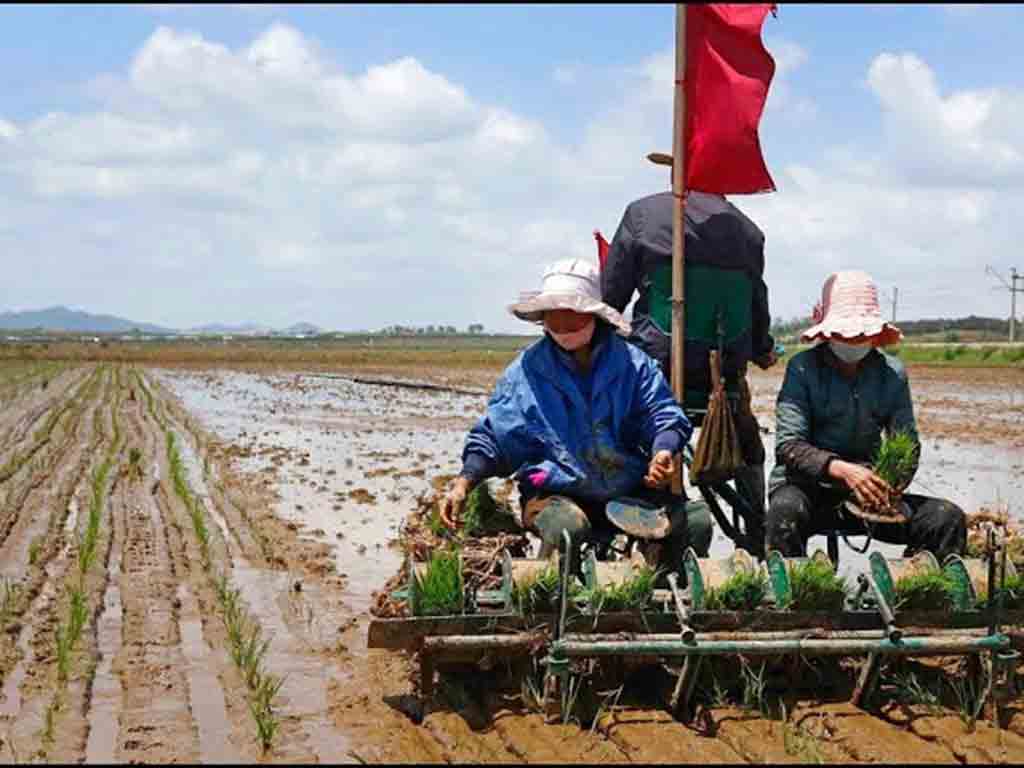 rdpc-desarrolla-siembra-de-arroz-en-provincia-surena-de-hwaghae