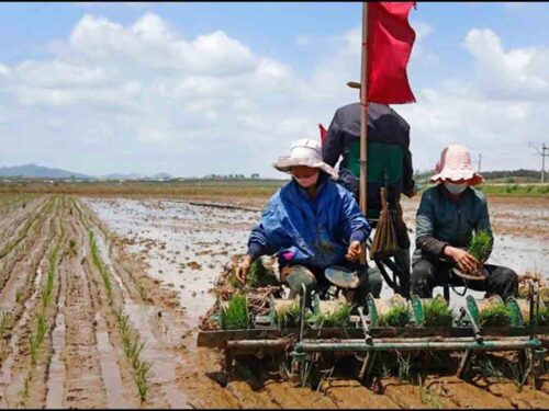 rdpc-desarrolla-siembra-de-arroz-en-provincia-surena-de-hwaghae