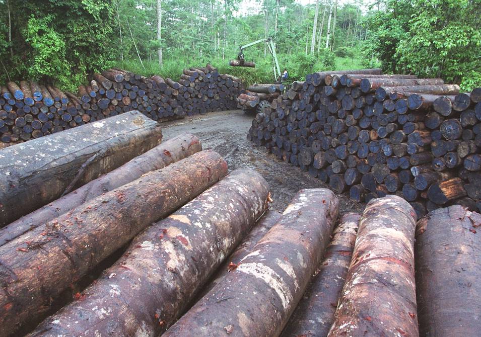 tala-indiscriminada-en-angola-pone-en-riesgo-a-palanca-negra-gigante