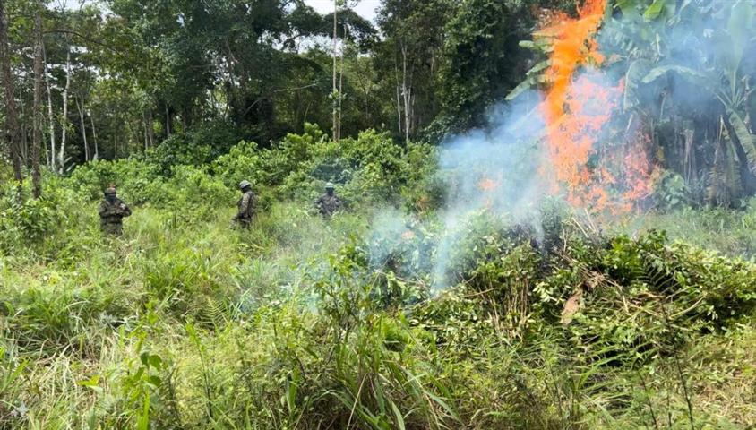 ejercito-de-ecuador-destruye-plantas-de-coca-en-frontera-con-colombia