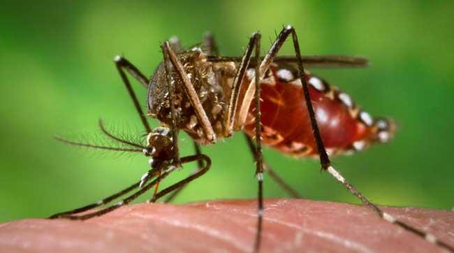 suben-a-644-los-casos-de-dengue-en-puerto-rico