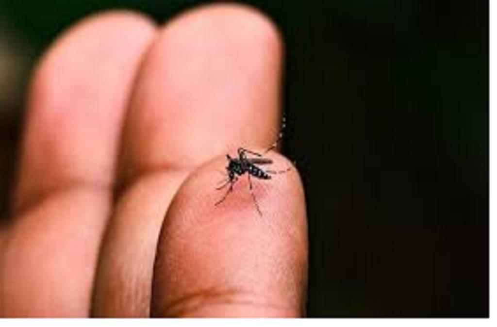 brasil-rebaso-las-mil-muertes-por-dengue-en-2024