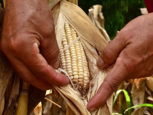 el-maiz-refleja-crisis-en-agricultura-de-el-salvador