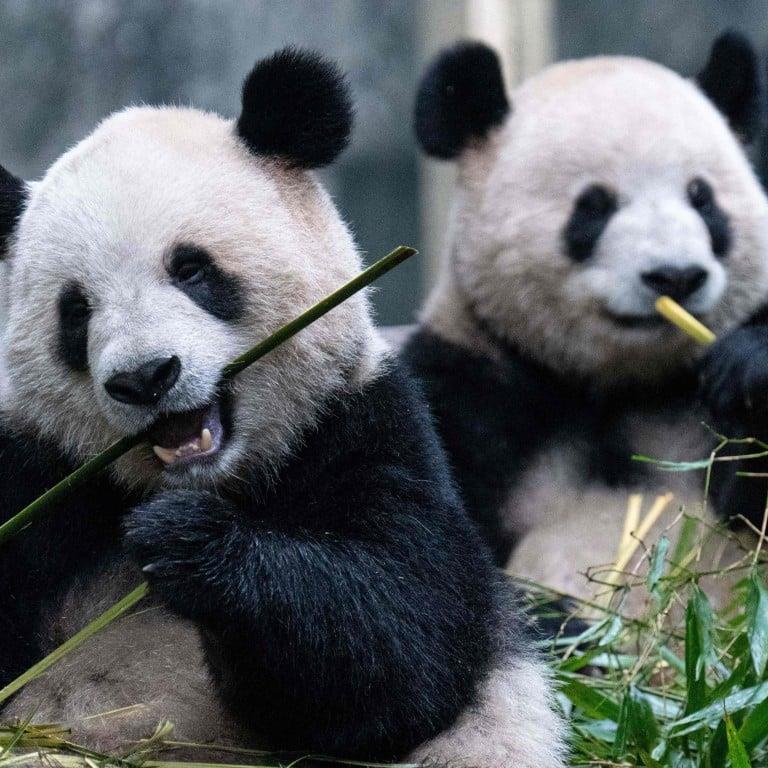 Osos pandas
