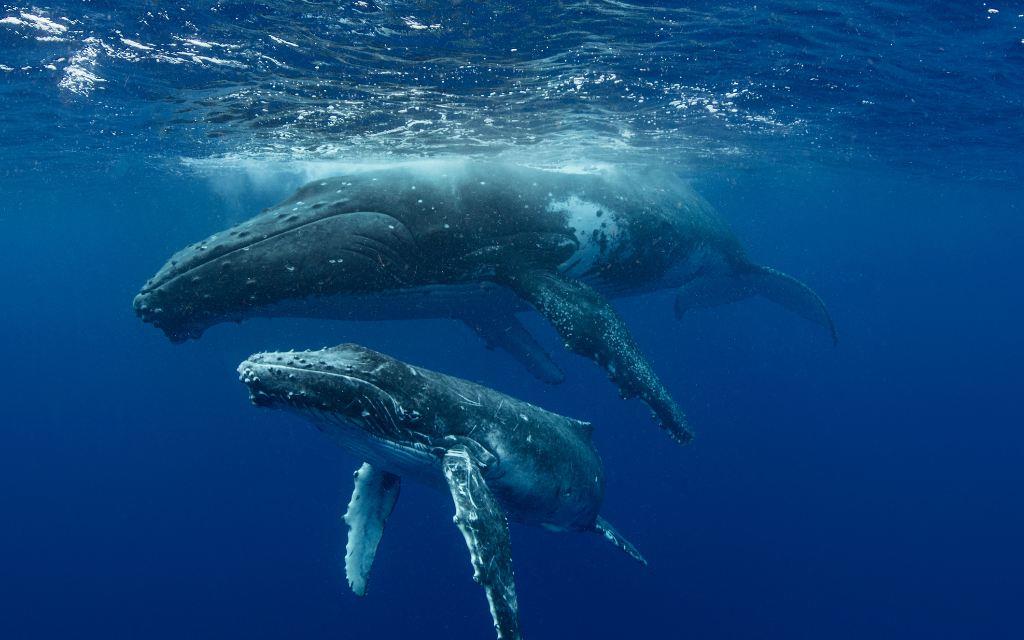 Creciente contaminación acústica genera confusión en las ballenas