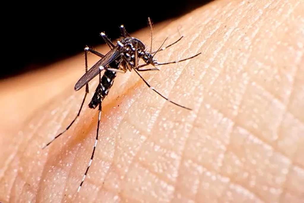 brasil-impone-marca-de-muertes-por-dengue-en-2024