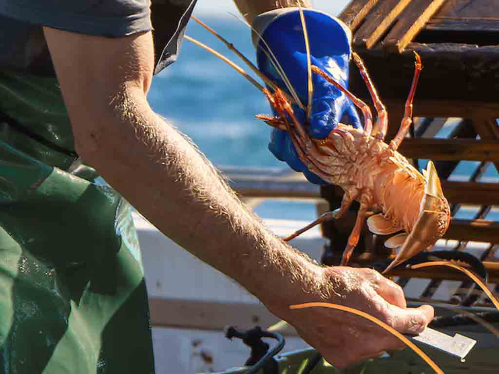 extenderan-en-sudafrica-periodo-de-pesca-de-langosta-de-roca