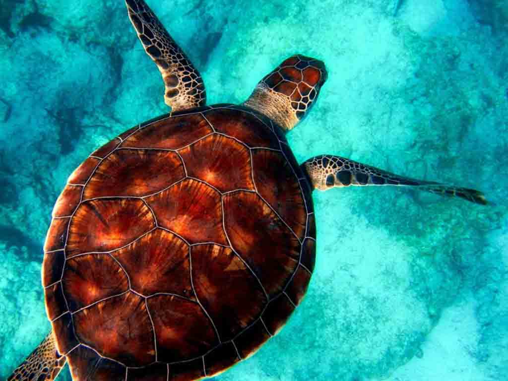 establecen-area-para-proteger-tortugas-marinas-en-laguna-dominicana