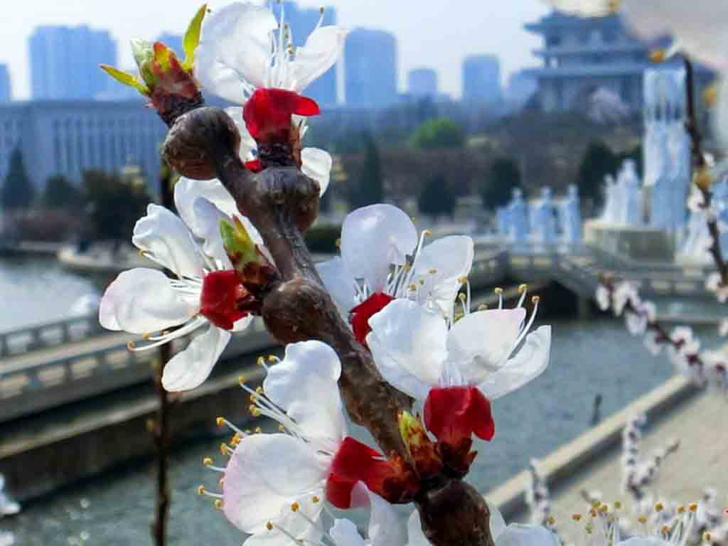 primavera-en-pyongyang/