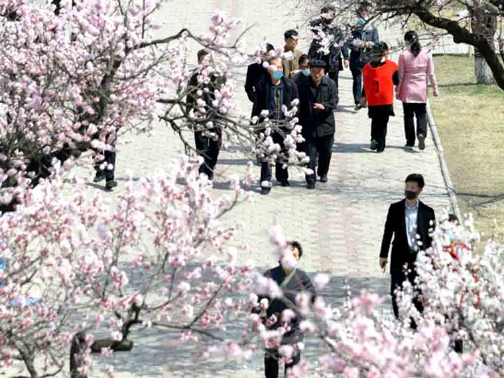 primavera-en-pyongyang/
