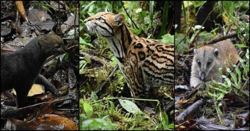 animales-salvajes-invaden-zonas-residenciales-en-provincia-de-angola