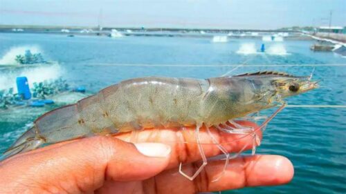 guatemala-espera-reapertura-de-mexico-para-ingreso-de-camaron