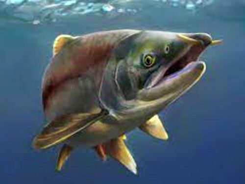 describen-gigantesco-salmon-prehistorico-con-dientes-de-sable