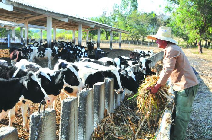 proyecto-ganadero-enfoca-soberania-alimentaria-de-cuba