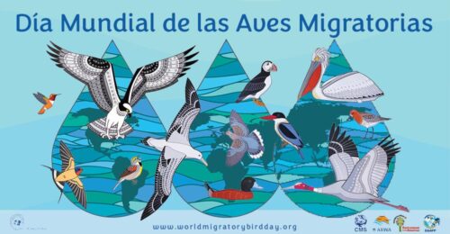 naturalistas-celebran-dia-mundial-de-las-aves-migratorias