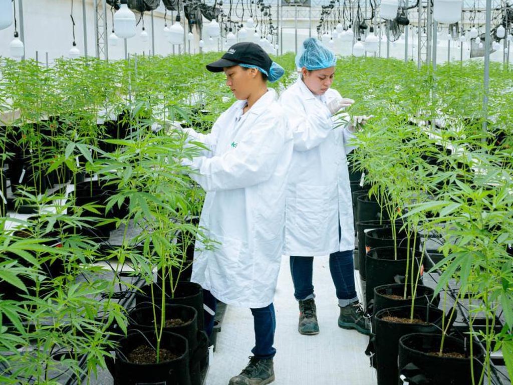 disenan-estrategia-para-industrias-de-canamo-y-cannabis-en-colombia