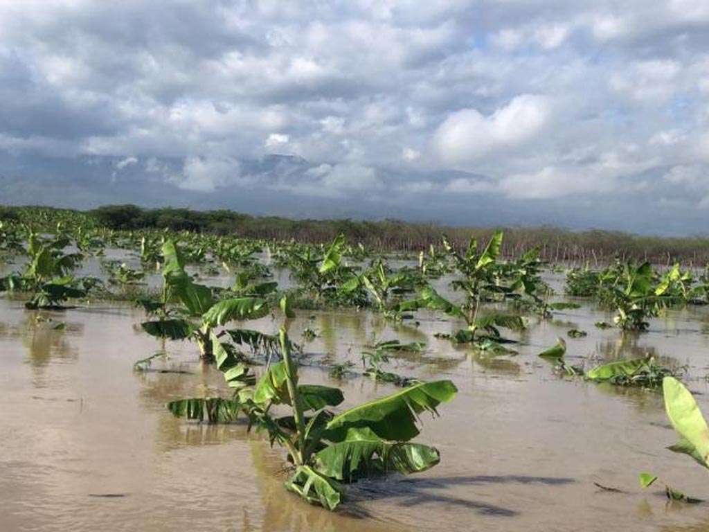intensas-lluvias-causan-perdidas-a-la-agricultura-en-dominicana