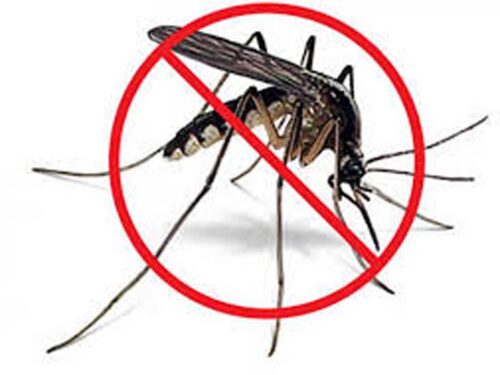 ops-insta-a-fortalecer-medidas-contra-los-mosquitos-en-el-caribe