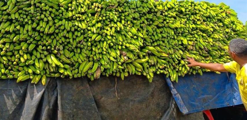 gobierno-dominicano-elimina-restriccion-a-la-exportacion-de-platano