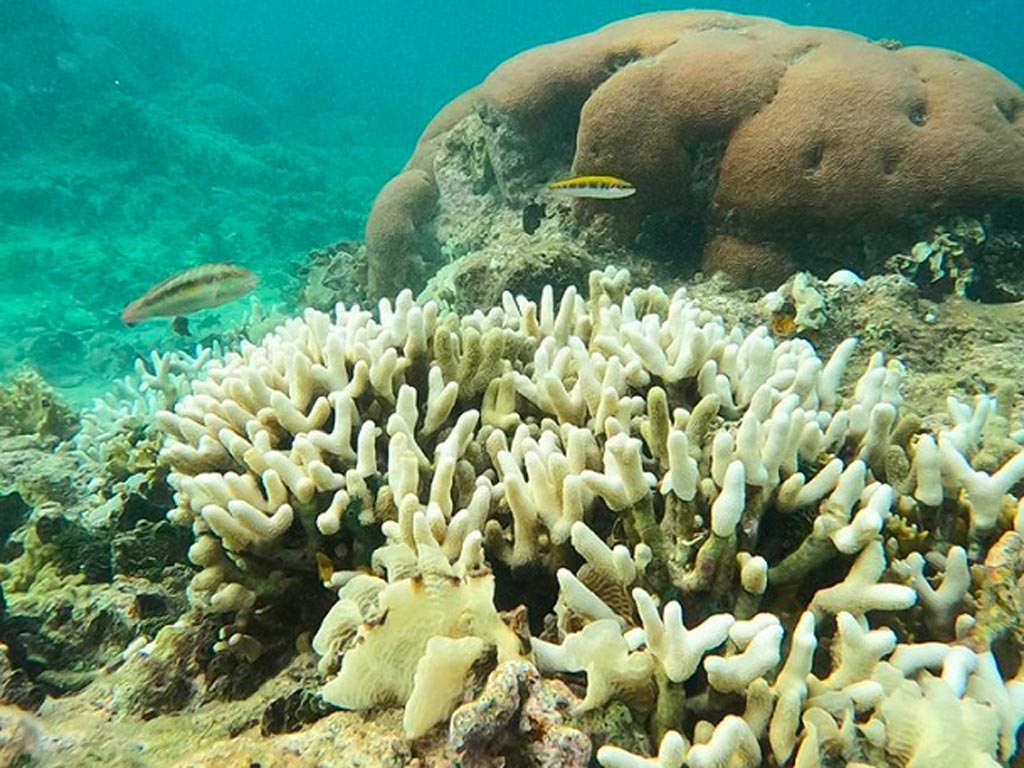 preocupa-en-el-caribe-acelerado-blanqueamiento-de-corales