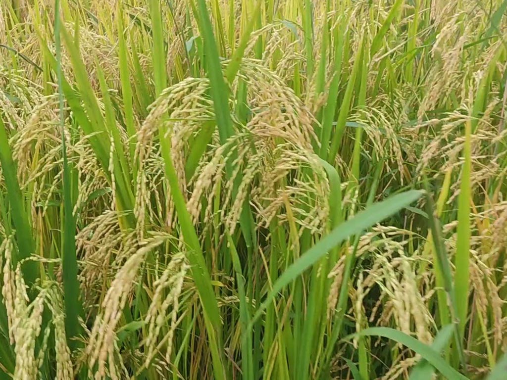 intensifican-en-rpdc-preparativos-de-cosecha-de-arroz