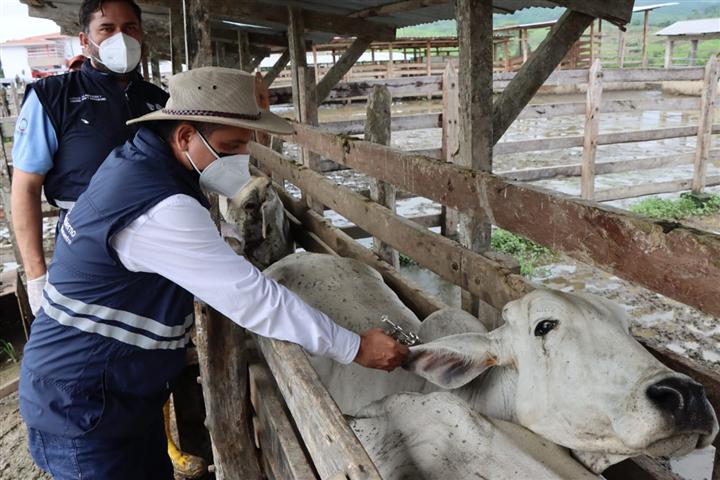 vacunaran-en-ecuador-a-47-millones-de-animales-contra-fiebre-aftosa