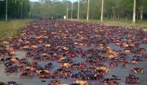 miles-de-cangrejos-cubren-vias-del-sur-de-provincia-central-de-cuba