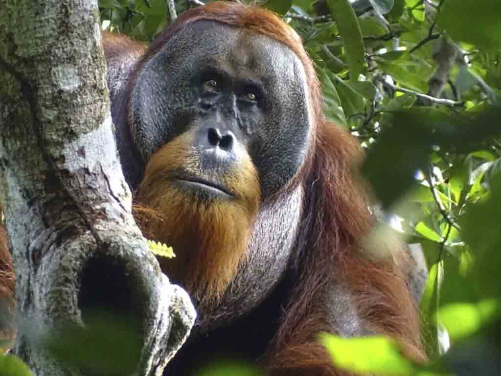 avistan-a-primer-animal-salvaje-usando-plantas-medicinales-en-heridas