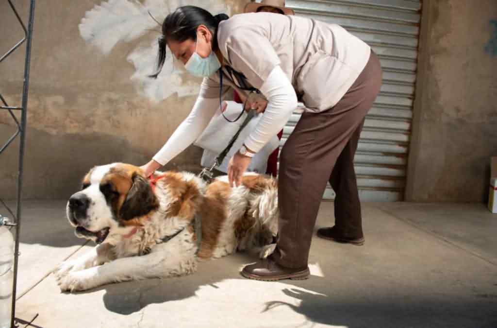 bolivia-intensifica-control-de-foco-ante-nuevo-caso-de-rabia-canina