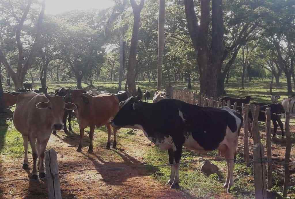 destacan-impacto-de-proyecto-agroindustrial-en-el-centro-de-cuba