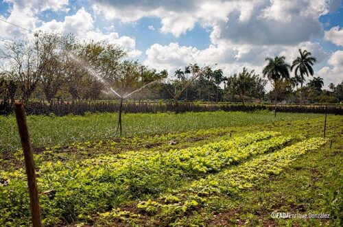 fao-y-union-europea-apoyan-riego-agricola-en-cuba