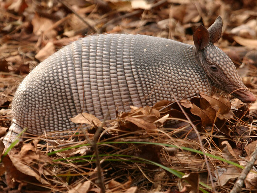 llaman-en-honduras-a-detener-caza-desmedida-del-armadillo