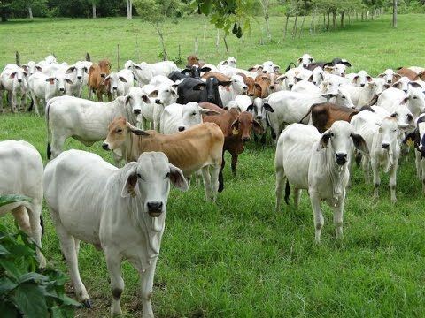 gusano-barrenador-del-ganado-infecta-tres-mil-animales-en-costa-rica