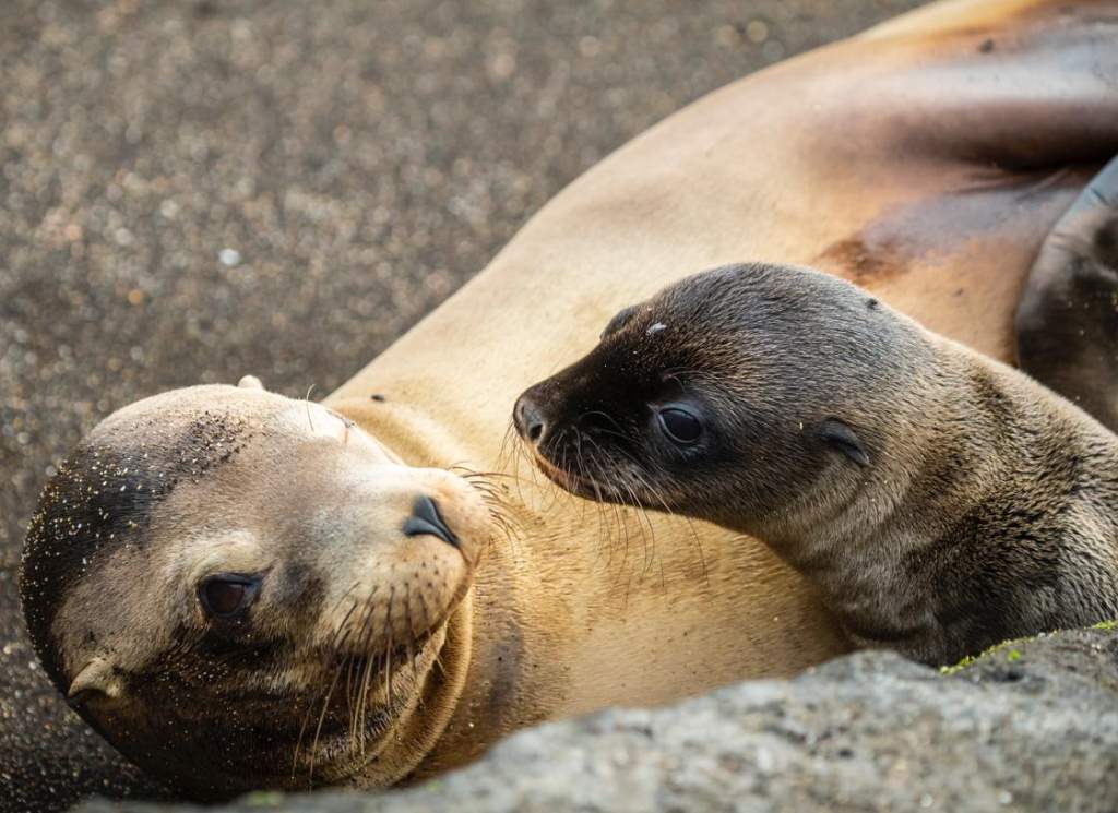 de-aniversario-parque-nacional-galapagos-paraiso-natural-en-ecuador
