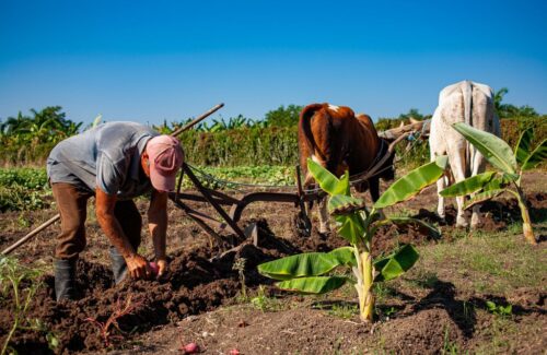 fao-valora-empeno-de-cuba-por-reanimar-servicios-agropecuarios