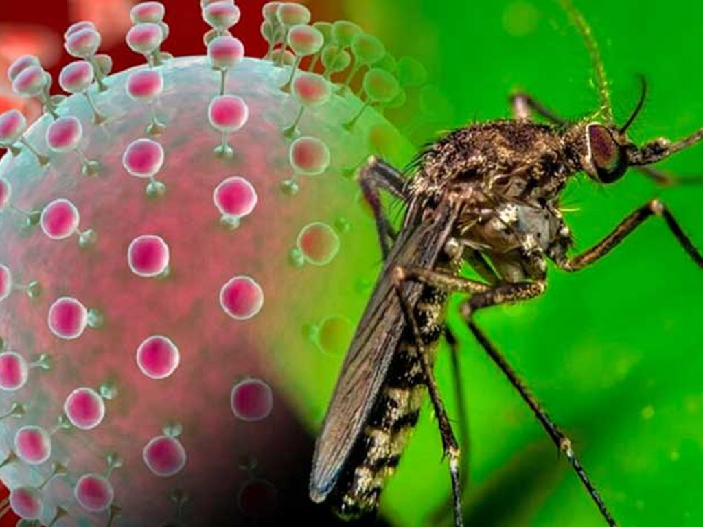 investigan-eventos-de-transmision-vertical-del-virus-oropouche