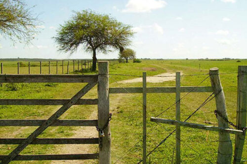 capitales-extranjeros-adquieren-miles-de-hectareas-en-uruguay/