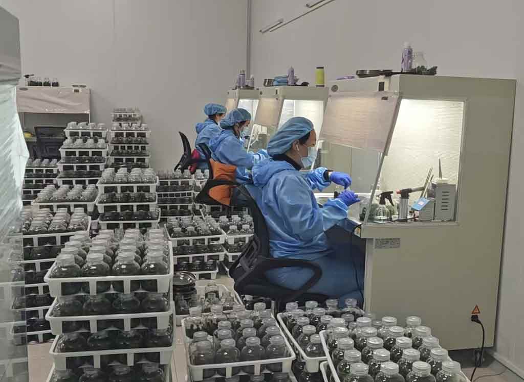 orquideas-impulsan-la-economia-de-las-flores-en-suqian-china