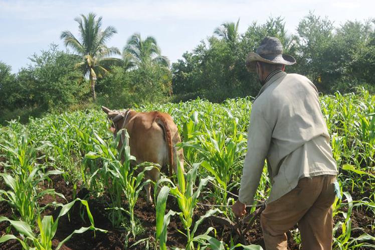 potencian-en-cuba-desarrollo-de-proyectos-agroalimentarios