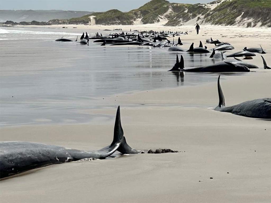 sacrifican-a-grupo-de-orcas-varadas-en-tasmania-australia