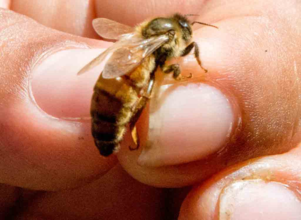 guia-sobre-plantas-alimenticias-enfrenta-reduccion-tica-de-abejas