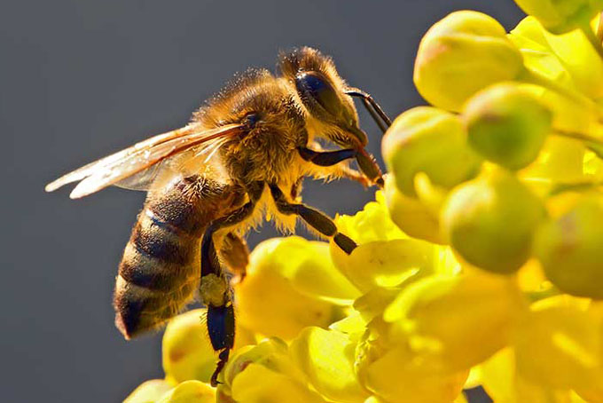 presentan-en-costa-rica-guia-para-enfrentar-reduccion-de-abejas