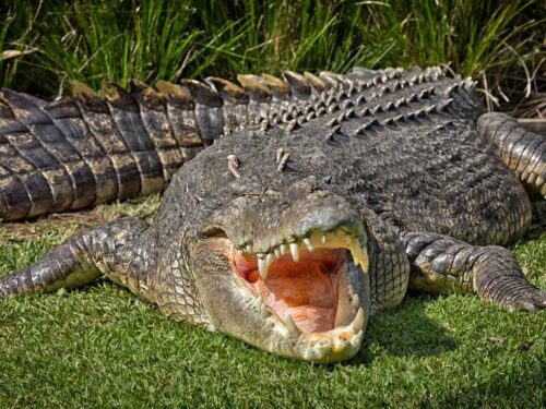 llaman-a-proteger-a-turistas-que-se-fotografian-entre-cocodrilos