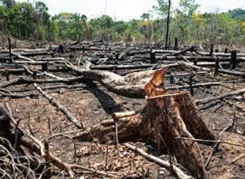 ecologistas-ticos-critican-a-un-pais-verde-con-devastacion-ambiental